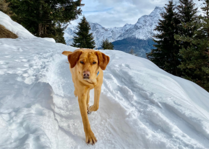 10 Winter Dog Activities Your Pup Will Love