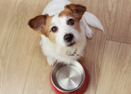 Dog Nutrition Homemade Food: The Key to a Happy, Healthy Pup