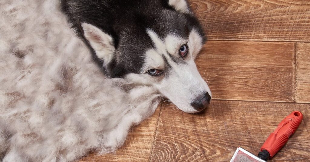 Double coat dog shedding 