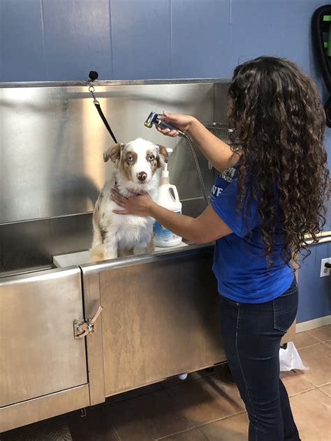 Dog wash stations 