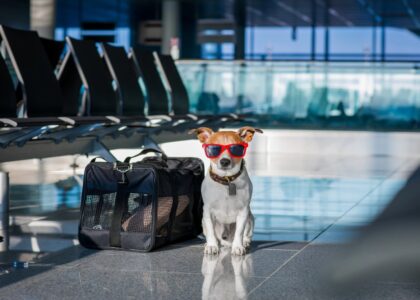 International Travel with dog