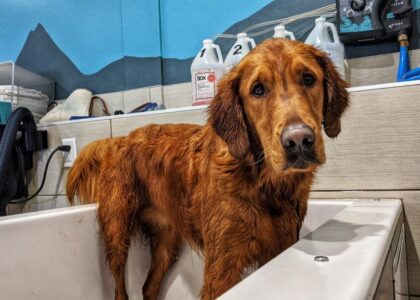 Self Serve Dog Bath Washing Station