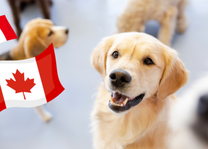 Buy Canadian for Your Dog: The🍁True North Guide