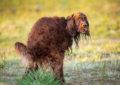 Dog Poop Cleaning - Spring Yard Cleaning Tips