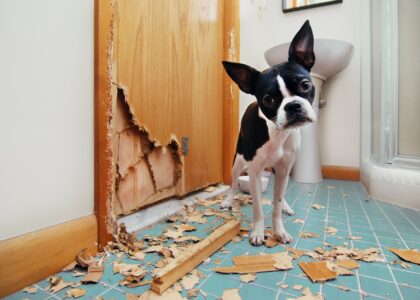 Attachment Details Dog-Separation-Anxiety-When-One-Person-Leaves-dog-in-bathroom-tore-up-door.jpg