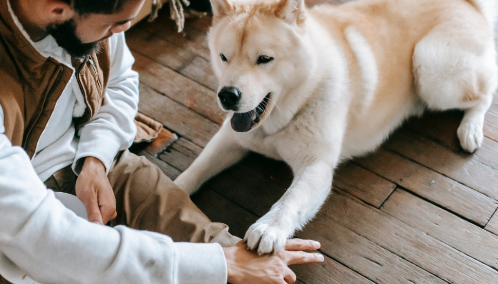 Dog Separation Anxiety When One Person Leaves- dog training with owner in house