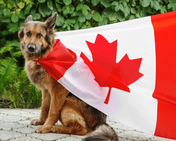 buy Canadian Dog Food
